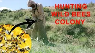 Primitive Technology: Hunting Wild Bees Colony ][ صيد النحل البري