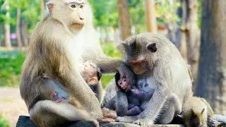How Monkey Rose Spread Love To Other Baby Monkeys | Full Video Activity