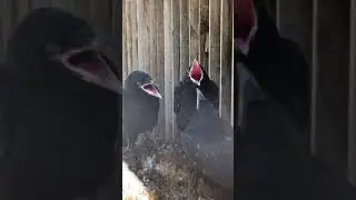 Baby new born babies of the Tower of London