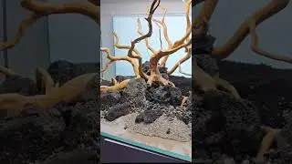 ISLAND STYLE AQUARIUM BUILD #fishtank #aquariumhobby #aquascaping #plantedaquarium #reels