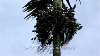 Betel nut or supari tree