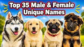 Top 35 Unique Male & Female Dog Names || Unique 35 Names In 2025 || Dogs Name 🤗