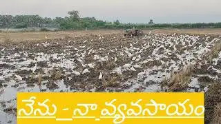 వరి పండించడానికి పొలంలో మొదటిసారి దున్నడం