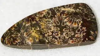 AVAILABLE @LEXXSTONES.COM! Ammonite Cleoniceras