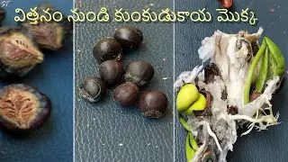 how to grow soap nut plant from seed ||కుంకుడుకాయ మొక్క||