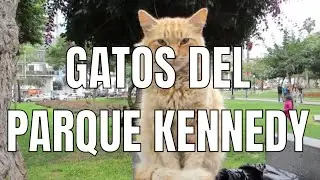 2015 - Gatos del Parque Kennedy (Lima - Perú)