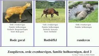 Zoogdieren, orde evenhoevigen, familie holhoornigen, deel 2 gazelle duiker pan josh gems mammal
