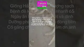 He sent them at 65 days old, similar to the Seagull CP variety, which is of good quality and dise...