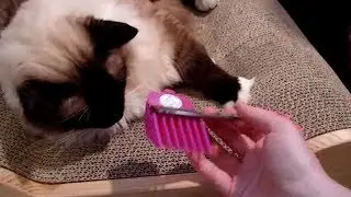 Cat Grooming Supplies -Scaredy Cut Cat Grooming Kit - ねこ - ラグドール -- Floppycats