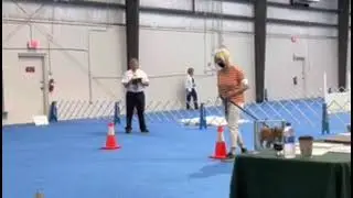 Monkey Beginner Novice at Orlando Dog Training Club September 2021 trial