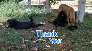 Feeding the  mother, puppies and poor dogs in the streets
