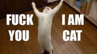 Angry Cougars -  