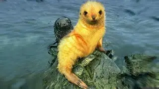These Are 10 Most Amazing Color Changing Animals
