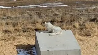 The Wildlife Sanctuary in Keensburg CO