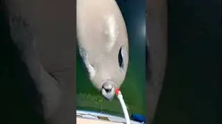 A Really Thirsty Manatee