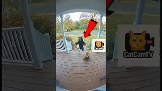 Cat SAVES Toddler From A BEAR😱