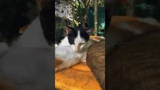 No Noise. Just Nature & Sleeping Cats 🌿 #CatsOfYouTube#SleepingCats#PeacefulMoments#naturesounds