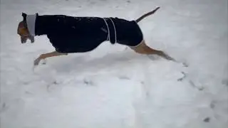 Greyhound Loves Snow!