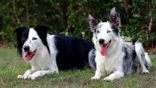Border Collies