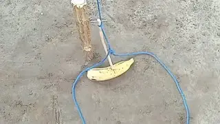 Armadilha de laço para pegar todos os tipos caças muito fácil de fazer.
