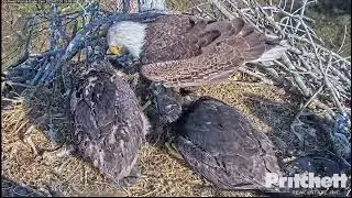 Southwest Florida Eagle - Bieliki - M15 & E21🐥🌹🍀, E22🐥🌹🍀 - Ryba na kolację 20/02/2023