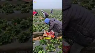 Свежий урожай клубники прямо с грядки! #урожай #клубника #фермерство