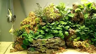 Aquascaping tropicale dolce