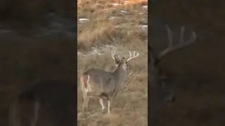 Excited to sit and glass for rutting grassland bucks 😍 #whitetaildeer #hunting #deerhunting