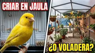 ✓ VOLADERAS DE CANARIOS. &iquest;CRIAR EN VOLADERA?