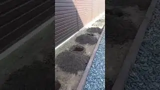 Beautiful home tree landscaping idea