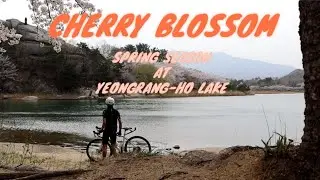 CHERRY BLOSSOM Spring Season | Habby Life