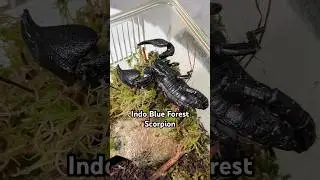 Переселяю свою индо-голубую скорпионшу в новый дом #скорпион #насекомые #домашниеживотные #рептилии