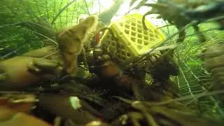 Kräftfiske i svartån del 5- sista