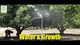 Invest in Mango Farmland: Secure Your Future with Sustainable Farming Practices! #farm #farmland