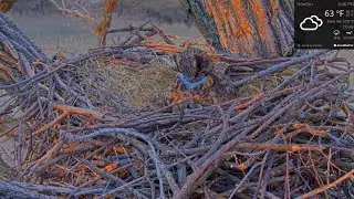 Kansas Bald Eagles 3-8-2021.  First sighting of Bonnie & Clyde's owlet!