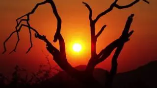 Dead Tree Sunrise Time Lapse HD - Royalty Free HD Video Stock Footage.