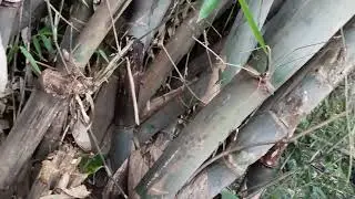 BILANG pring unik, ambil kalau nemu bambu ini, songgo langit Kahuripan, sarana kerezikian. 