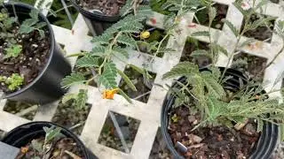 Species Spotlight: Florida Keys Partridge Pea