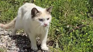 Mother Cat Shows Her Kitten Meet the Best Human! 😻🐾