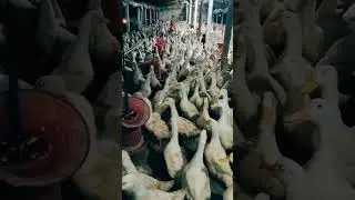 N.M. S Poultry Farm. 9500254840 white Peking duck Available