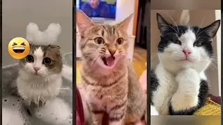 Cute Cats 🙀 Will Cheer you Up 😅 #lifeandcats #1805