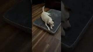 EHEYCIGA Orthopedic Memory Foam Dog Beds link is in the description & comments below ⤵️❤️🐶