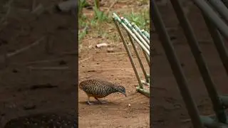 bird comes eating caterpillar at the cage