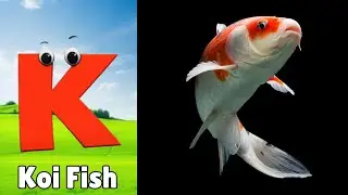 ABC Song | Sea Animals ABC Song | Phonics for Kids, Learn ABC, Baby Alphabet Letters