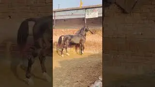 marwari horse.   whatsapp horse status #horsestatus #shorts #status #horse #marwari