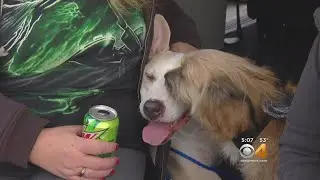 Service Dog Recovers From Shooting During Break-In