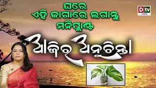 ଘରେ ଏହି ଜାଗାରେ ଲଗାନ୍ତୁ ମନିପ୍ଲାଣ୍ଟ  | Ajira Anuchinta |@DTVODIA