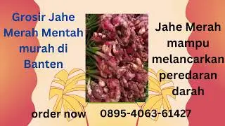 0895-4063-61427(Tel/Wa),Distributor Grosir Jahe Merah asli murah  di Cirebon Cimahi Banten Bogor