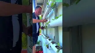 Simple horizontal pipe garden setup &mdash; not vertical this time! #plants #shorts