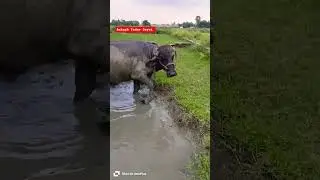 भैंसा विडियो !! मुर्रा भैंसा विडियो !! Murrah Bull Video !! Bull Video 2025 !! Yadav Dairy Farm !!